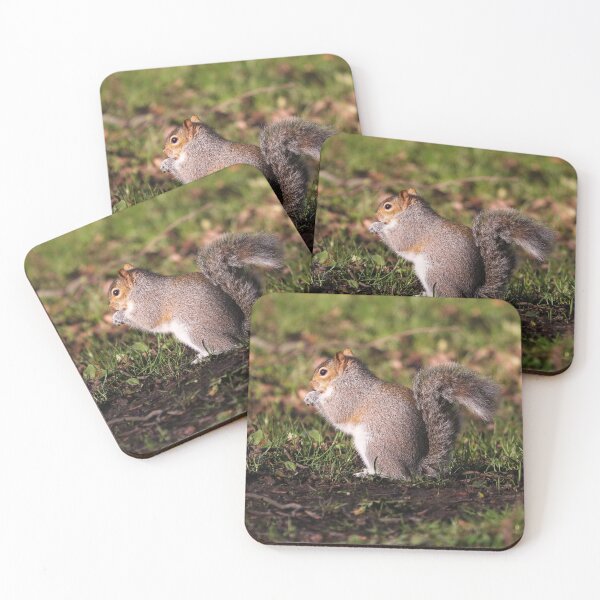 Item preview, Squirrel collecting nuts designed and sold by GreyFeatherPhot.