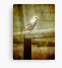 A feathered friend © Canvas Print