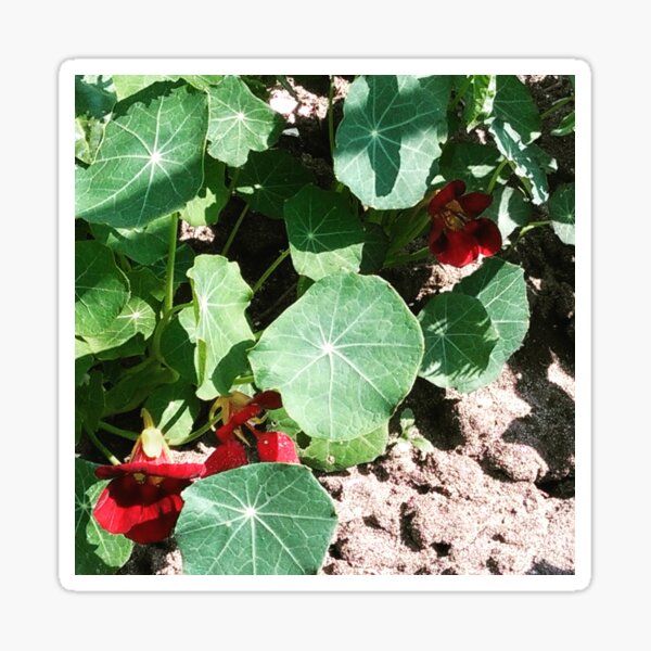 Nasturtium Empress of India Sticker
