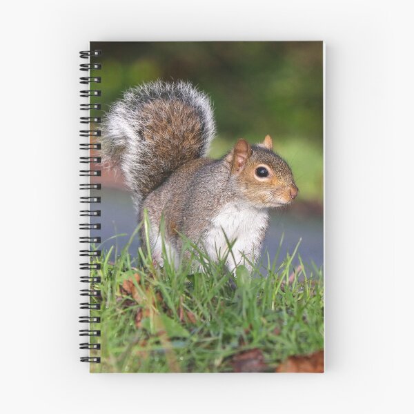 Item preview, Grey squirrel designed and sold by GreyFeatherPhot.