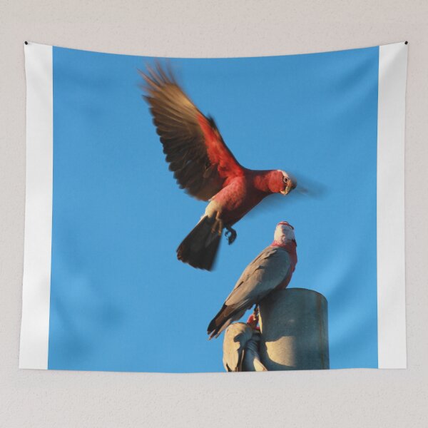 Item preview, Flaming Galahs designed and sold by STGEEVES.