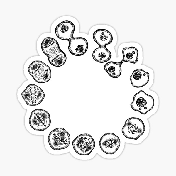 Item preview, Mitosis - Black on White designed and sold by Hodgepodge Bricolage.