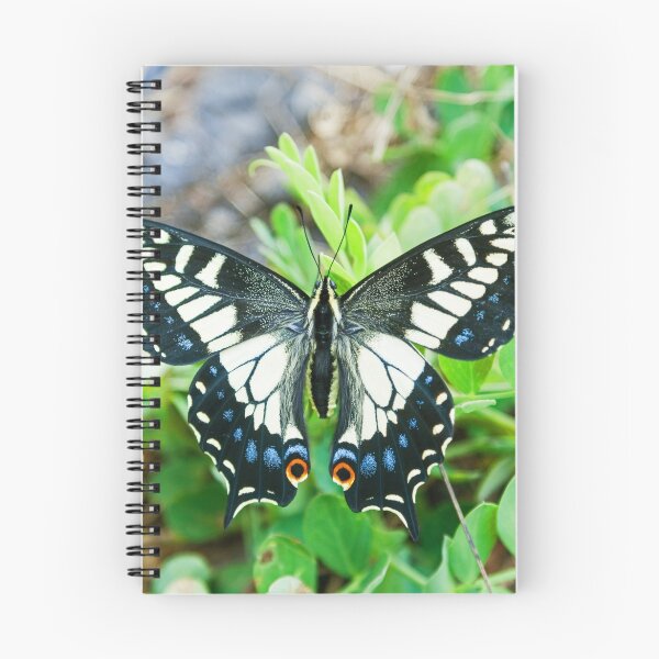 Item preview, Anise swallowtail butterfly (Papilio zelicaon) designed and sold by John Keates.