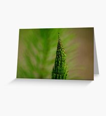 Horsetail Greeting Card