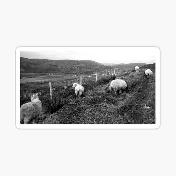 Sheep Grazing - Glencolmcille in BW Sticker