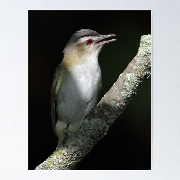 Item preview, Out Of The Shadows / Red-Eyed Vireo designed and sold by Gary Fairhead.