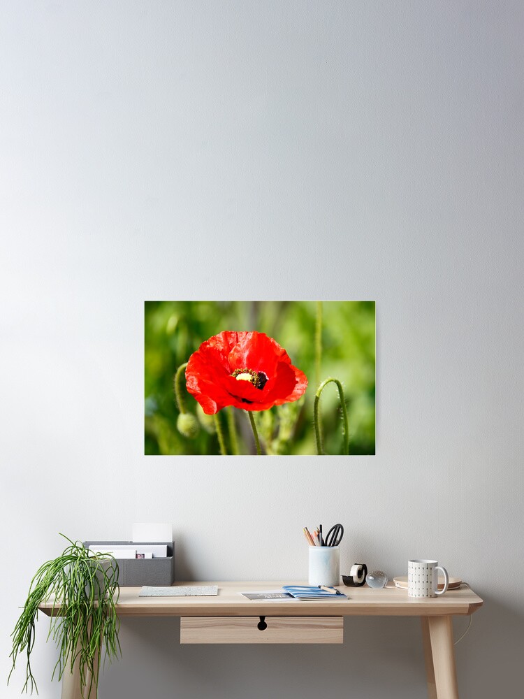 Thumbnail 2 of 3, Poster, Red Poppy designed and sold by Marsbub.