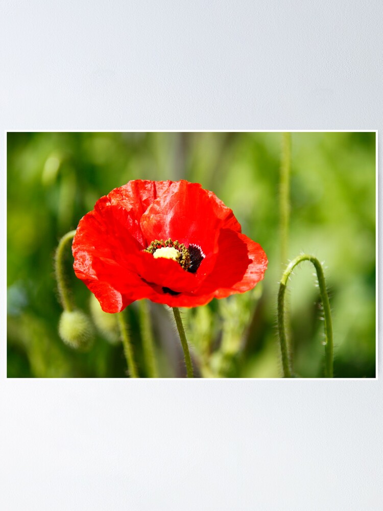 Thumbnail 1 of 3, Poster, Red Poppy designed and sold by Marsbub.