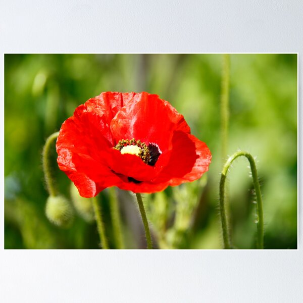 Item preview, Red Poppy designed and sold by Martina Fagan.