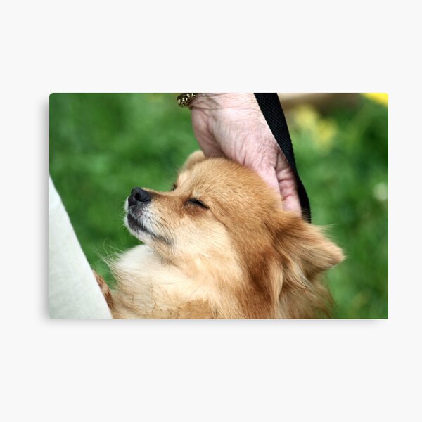 Momma found the right spot! Canvas Print