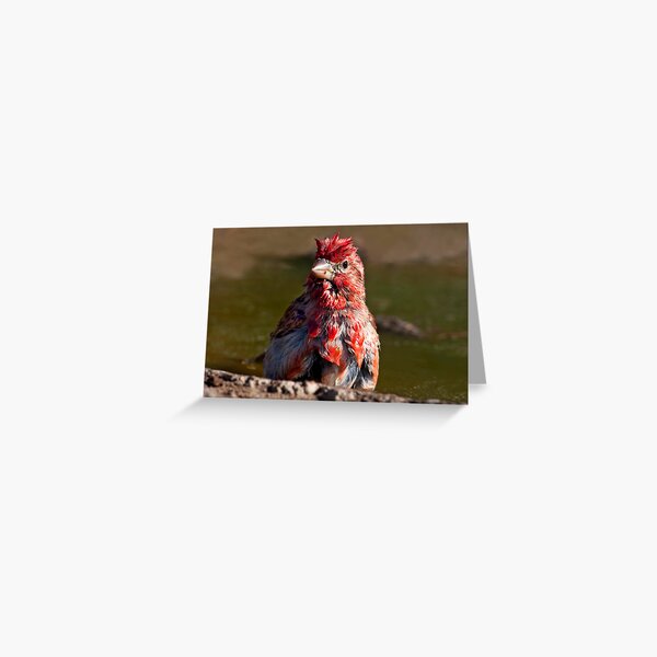 Little Red Rooster Greeting Card