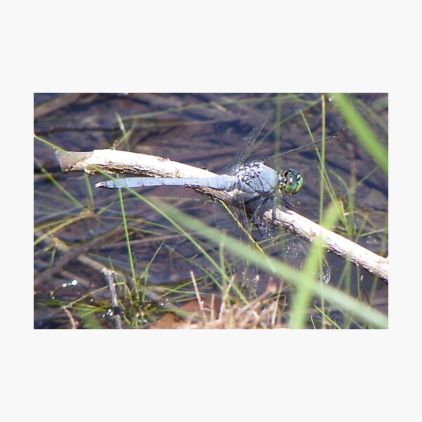 Artikelvorschau, Blue Dragonfly entworfen und verkauft von Bob Hardy.