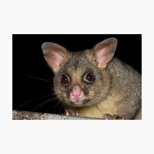 Common Brushtail Possum - Trichosurus vulpecula Photographic Print