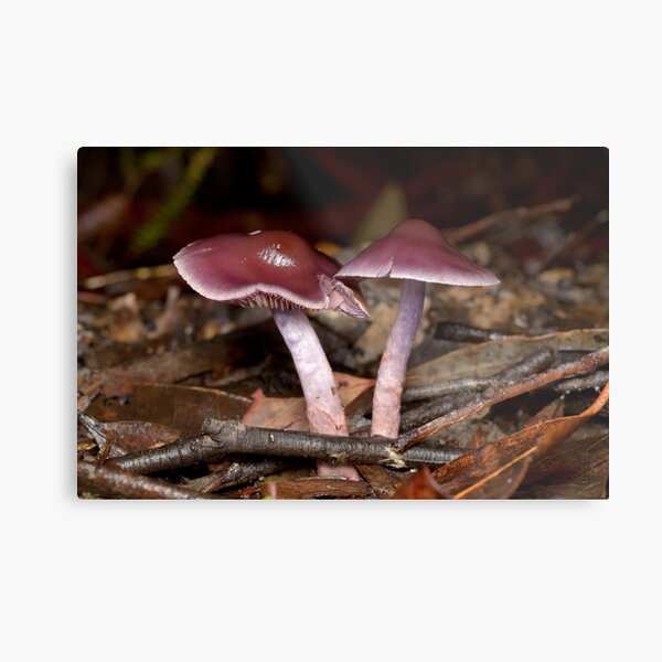 Mushrooms Metal Print