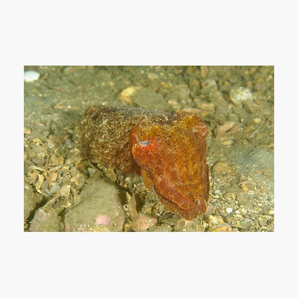 Juvenile Giant Cuttlefish - Sepia apama Photographic Print