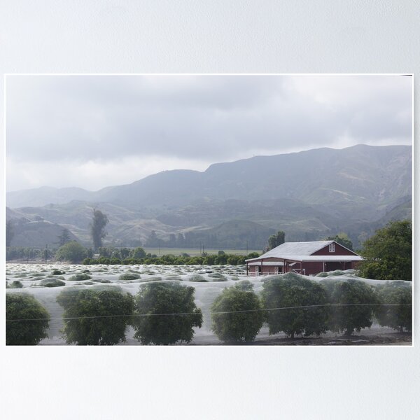 Item preview, Southern California Veiled Trees designed and sold by Goudy.