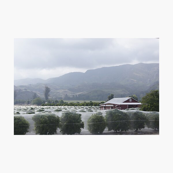 Item preview, Southern California Veiled Trees designed and sold by Goudy.