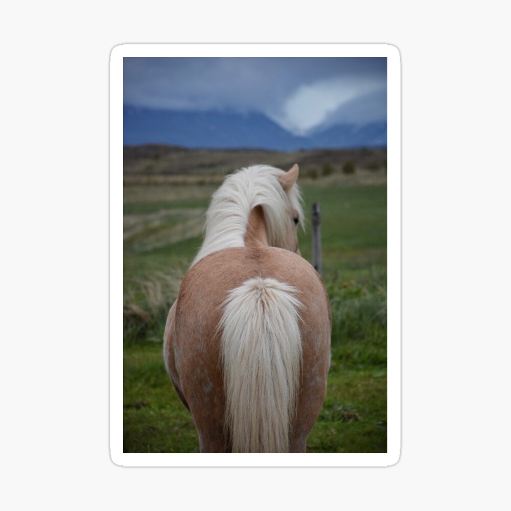 Hedendaags Palomino Icelandic horse