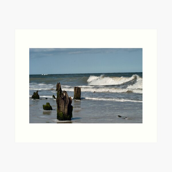 Forest Awash Art Print