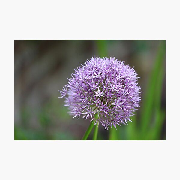 Spring Bokeh Photographic Print