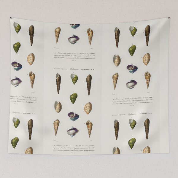 Item preview, Shell species vintage illustration  designed and sold by Vintage Designs +.
