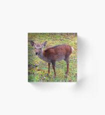 Fawn Acrylic Block