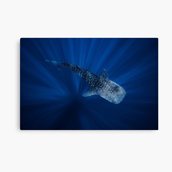 Item preview, Whale Shark designed and sold by Ollieunderwater.