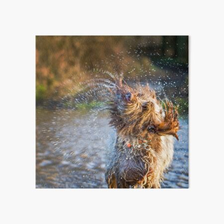 Water Fountain Spinone Art Board Print