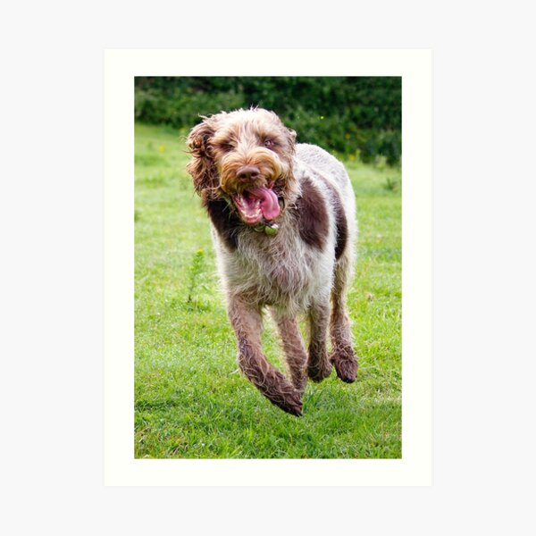 Four Feet Off The Ground Spinone Art Print