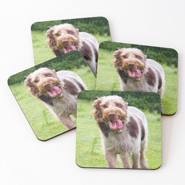 Item preview, Four Feet Off The Ground Spinone designed and sold by FOLK ART FUSION.