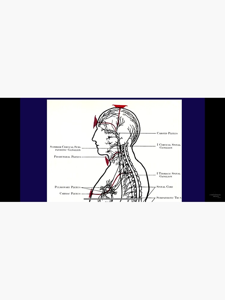 "Leadbeater upper body" Sticker for Sale by arcadianjones Redbubble