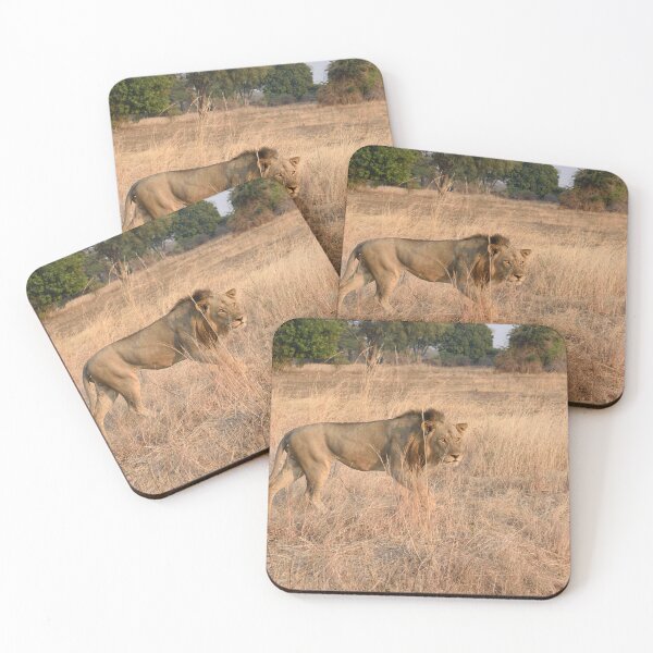Item preview, A Handsome Lion Stalking in The Bush At Sunset. designed and sold by Tom Wurl.