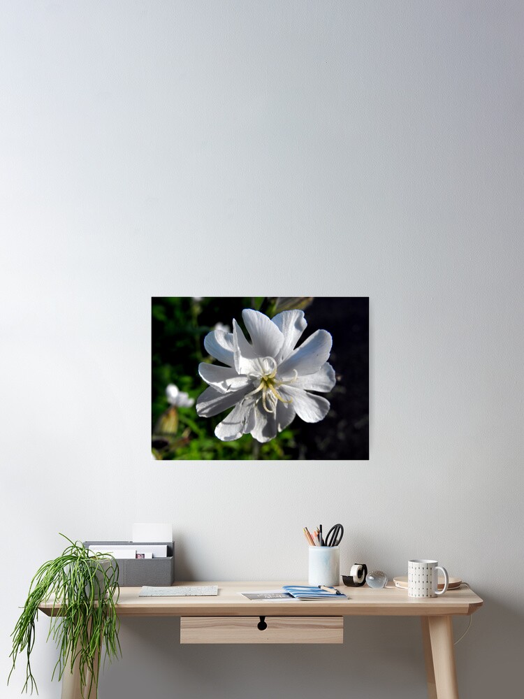 Thumbnail 2 of 3, Poster, Bladder Campion designed and sold by katpix.