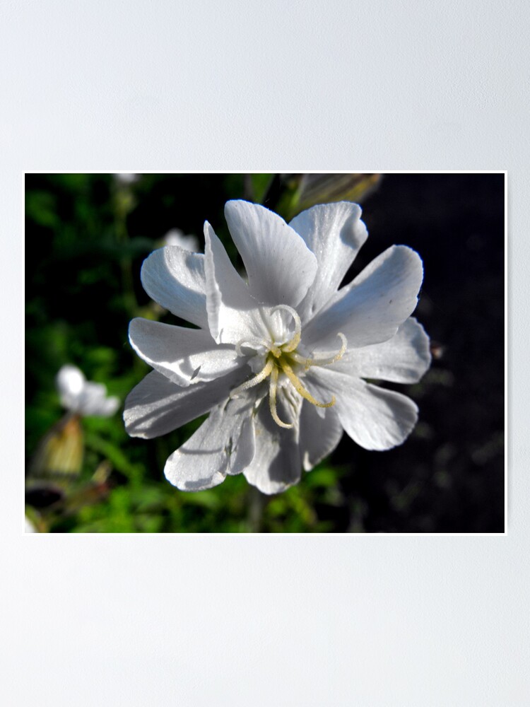 Thumbnail 1 of 3, Poster, Bladder Campion designed and sold by katpix.