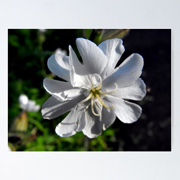 Aperçu de l'œuvre Bladder Campion créée et vendue par katpix.