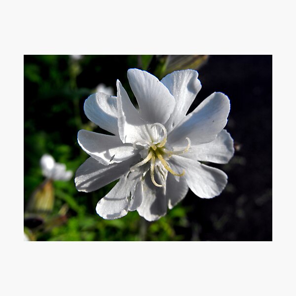 Item preview, Bladder Campion designed and sold by katpix.