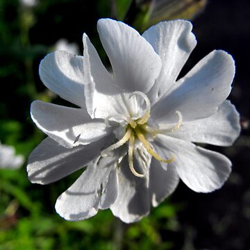 Artwork thumbnail, Bladder Campion by katpix