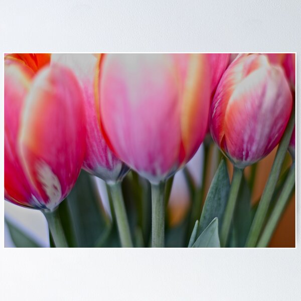 Aperçu de l'œuvre Red & pink tulips, by Brown Sugar. Views (579) Thank you very much ! Muchas gracias ! Большое спасибо ! Dziękuję !  créée et vendue par © Andrzej Goszcz,M.D. Ph.D.