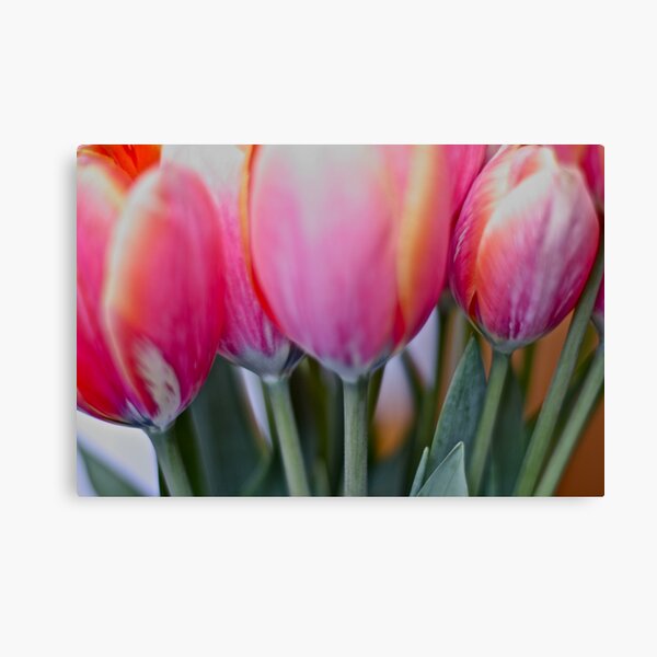 Red & pink tulips, by Brown Sugar. Views (579) Thank you very much ! Muchas gracias ! Большое спасибо ! Dziękuję ! Canvas Print