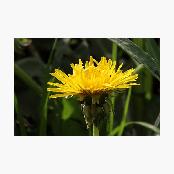 Yellow Dandelion Photographic Print