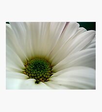 DAISY - Macro ^ Photographic Print