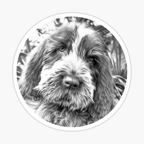 Sitting puppy Spinone Sticker