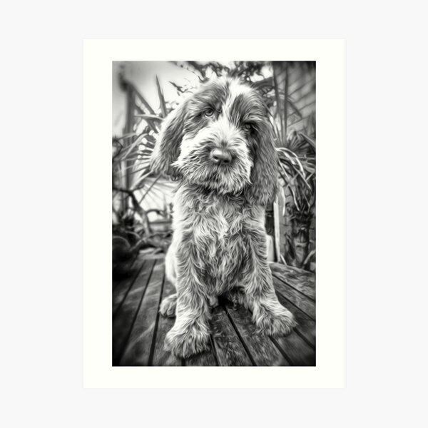 Sitting puppy Spinone Art Print