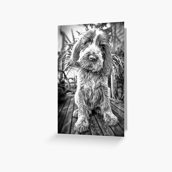 Sitting puppy Spinone Greeting Card