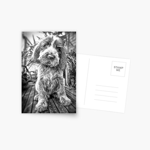Sitting puppy Spinone Postcard