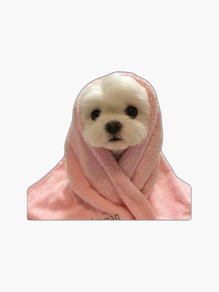 Cute dog best sale in blanket