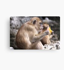 Monkey Island resident Canvas Print