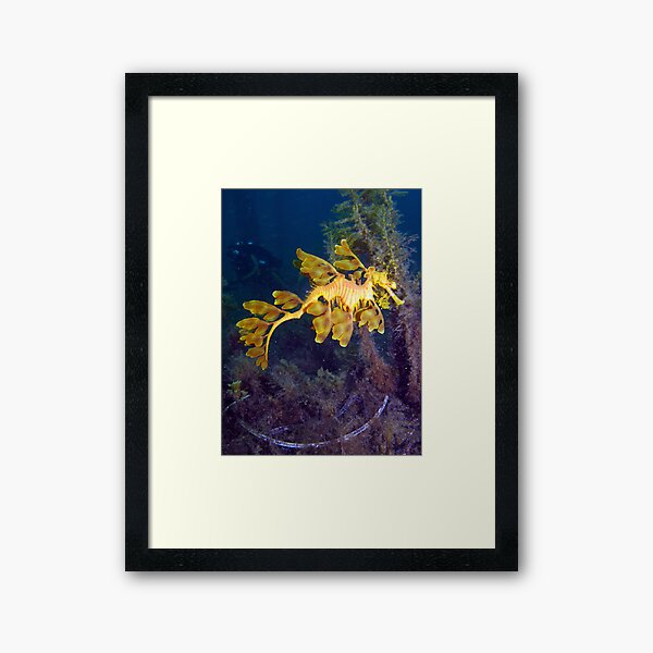 Leafy and diver. Framed Art Print