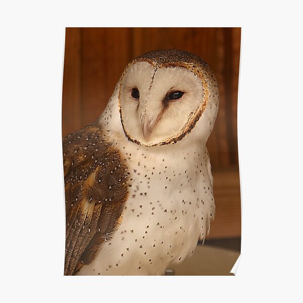 Masked (Barn) Owl Poster