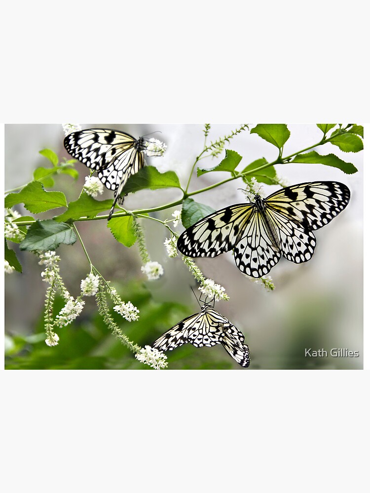 "Rice paper butterflies" Poster for Sale by KathGillies Redbubble
